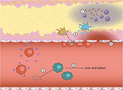 Biomaterial-Driven Immunomodulation: Cell Biology-Based Strategies to Mitigate <mark class="highlighted">Severe Inflammation</mark> and Sepsis